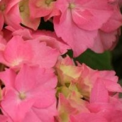 Hortensia Rosita