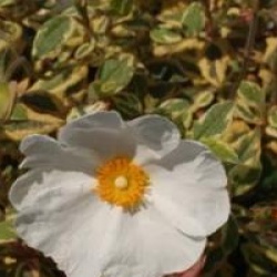 Cistus x corbariensis 'Rospico'