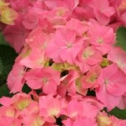 Hydrangea macrophylla 'Rosita'