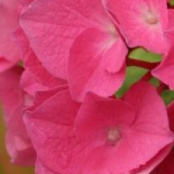 Hydrangea macrophylla 'Rosita'