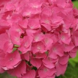 Hydrangea macrophylla 'Rosita'