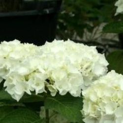 Hydrangea macrophylla 'Wudu'� - Hortensia Wudu �