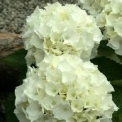 Hydrangea macrophylla 'Wudu'�