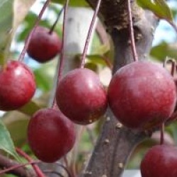 Pommier d'ornement Diable Rouge