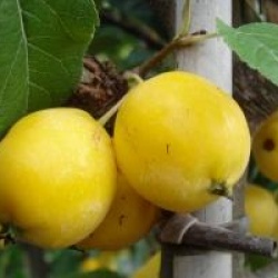 Pommier d'ornement Yellow Siberian