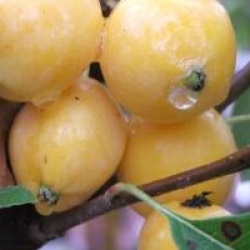 Malus x robusta 'Yellow Siberian'