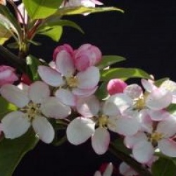 Malus x robusta 'Yellow Siberian'