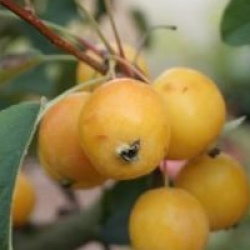 Malus x robusta 'Yellow Siberian'