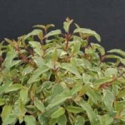 Cistus x corbariensis 'Rospico'