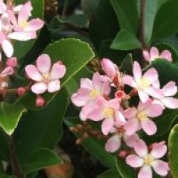 Rhaphiolepis indica Springtime 'Monme' 