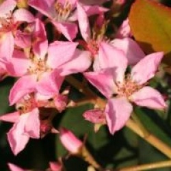 Rhaphiolepis indica Springtime 'Monme' 