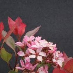 Rhaphiolepis indica Springtime 'Monme' 