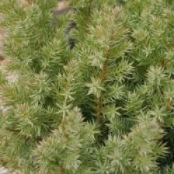 Juniperus chinensis 'Stricta' - Gen�vrier fastigi�