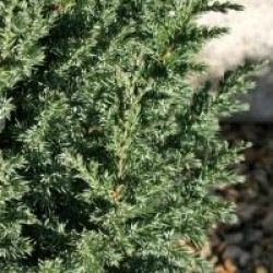Juniperus chinensis 'Stricta'