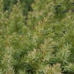 Juniperus chinensis 'Stricta'