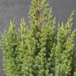 Juniperus chinensis 'Stricta'