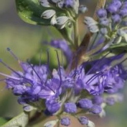 Caryopteris Kew Blue