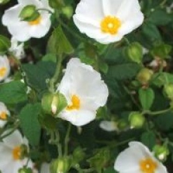 Cistus salviifolius - Ciste � feuilles de sauge