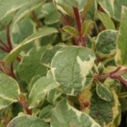 Cistus x corbariensis 'Rospico'