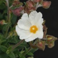 Cistus salviifolius