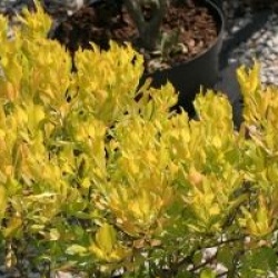 Baccharis halimifolia 'Baccador' cov