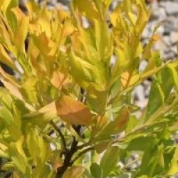 Baccharis halimifolia 'Baccador' cov