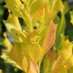 Baccharis halimifolia 'Baccador' cov