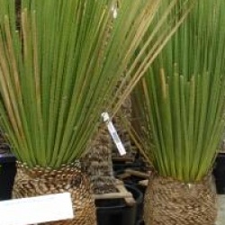 Dasylirion miquihuanensis