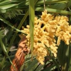 Trachycarpus fortunei