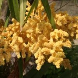 Trachycarpus fortunei