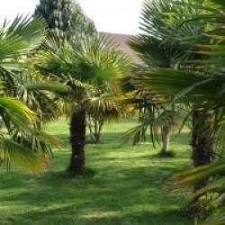 Trachycarpus fortunei