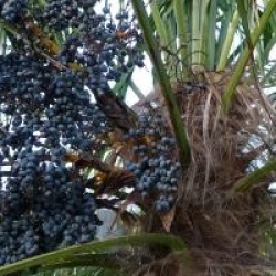 Trachycarpus fortunei