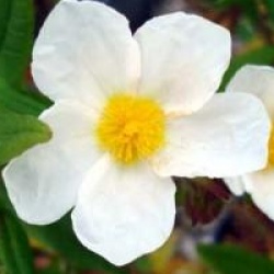 Cistus inflatus - Ciste hirsutus