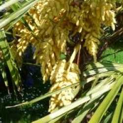 Trachycarpus fortunei