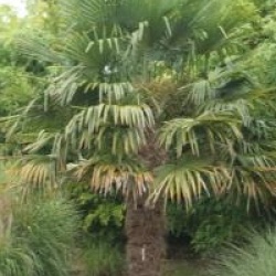 Trachycarpus fortunei