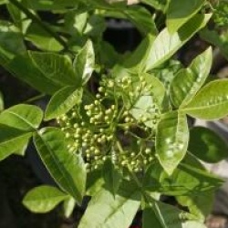 Ptelea trifoliata var. pubescens