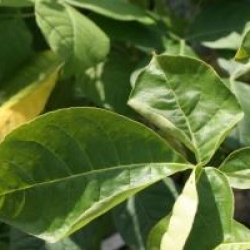 Ptelea trifoliata var. pubescens