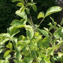 Ptelea trifoliata var. pubescens