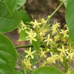 Ptelea trifoliata var. pubescens