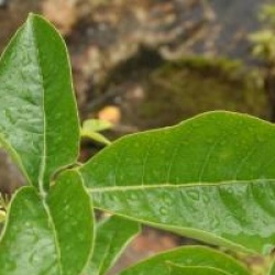 Ptelea trifoliata var. pubescens
