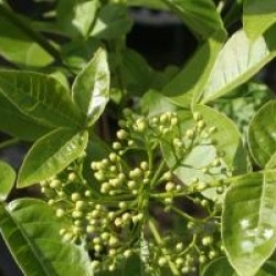 Ptelea trifoliata var. pubescens