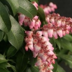 Pieris japonica 'Shojo'