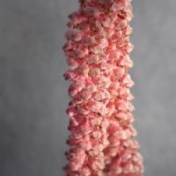 Corylus maxima 'Purpurea'