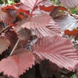 Corylus maxima 'Purpurea'