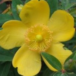 Hypericum 'Hidcote'