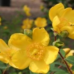 Hypericum 'Hidcote'