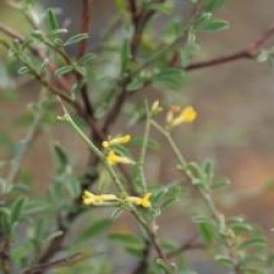 Anthyllis hermanniae 