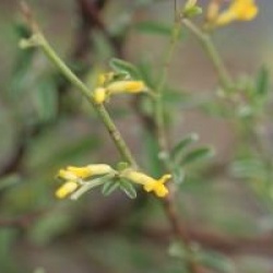 Anthyllis hermanniae 