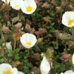 Cistus x obtusifolius 'May Snow' - Ciste May Snow