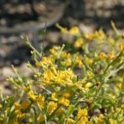 Anthyllis hermanniae 